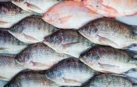الغذاء والدواء : الأسماك المستزرعة صالحة للإستهلاك البشري