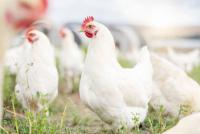 الصناعة والتجارة: انخفاض أسعار الدجاج بنوعيه خلال اليومين الماضيين