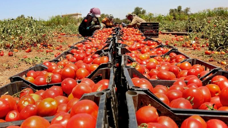 الزراعة: تعليق تصدير البندورة لضبط الأسعار والحد من الارتفاعات التي طرأت مؤخراً