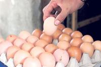 ما سبب ارتفاع أسعار البيض في الأردن؟
