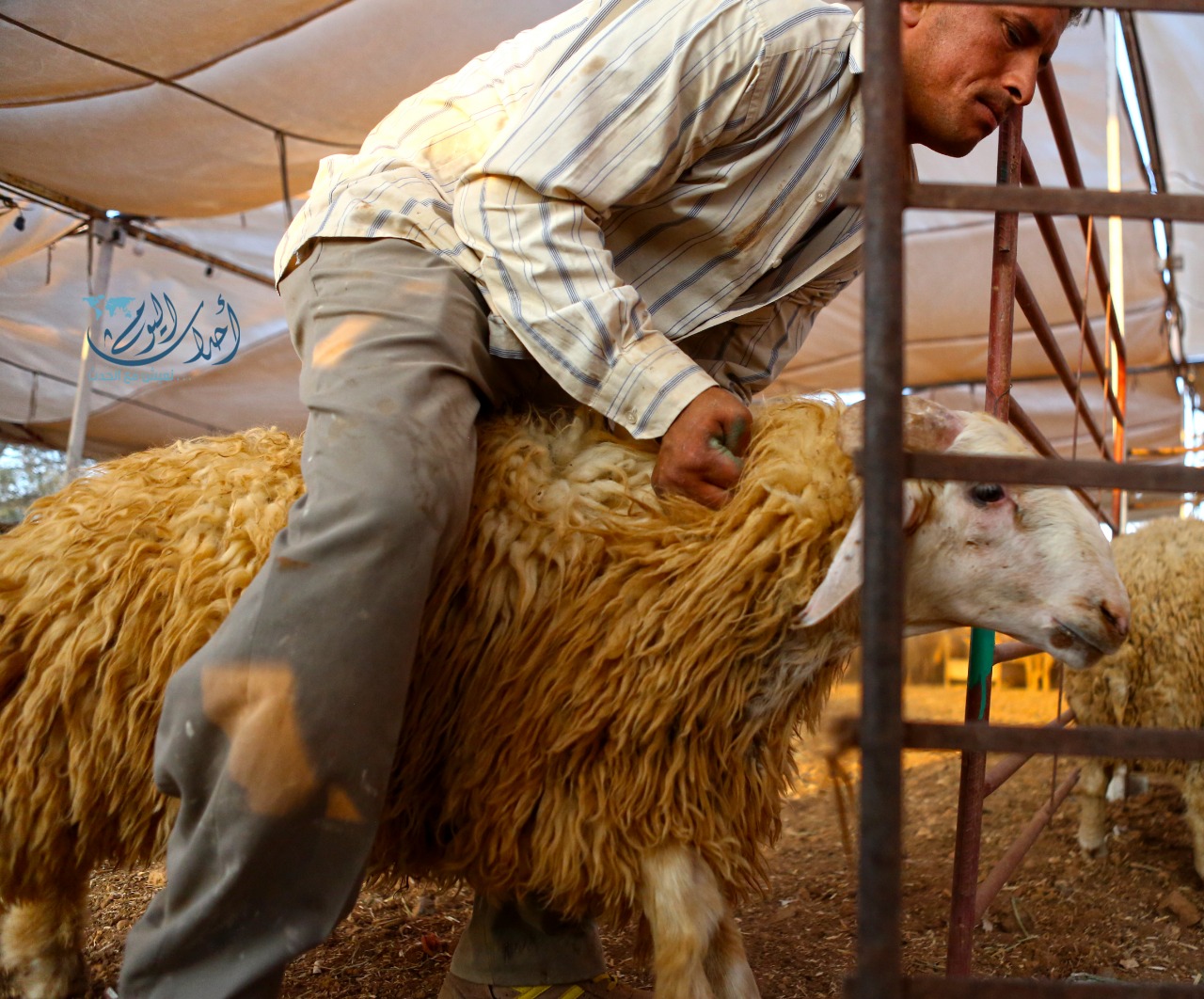 أحداث اليوم الإخباري الصحة توصية بفتح اسواق الأضاحي وغرف الغيار